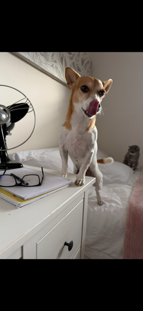Boo standing on a bed with a playful nose lick