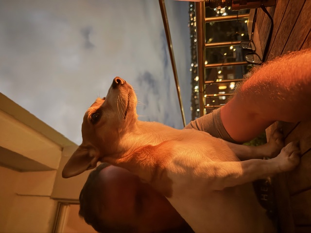 Boo the Jack Russell terrier on a balcony at dusk